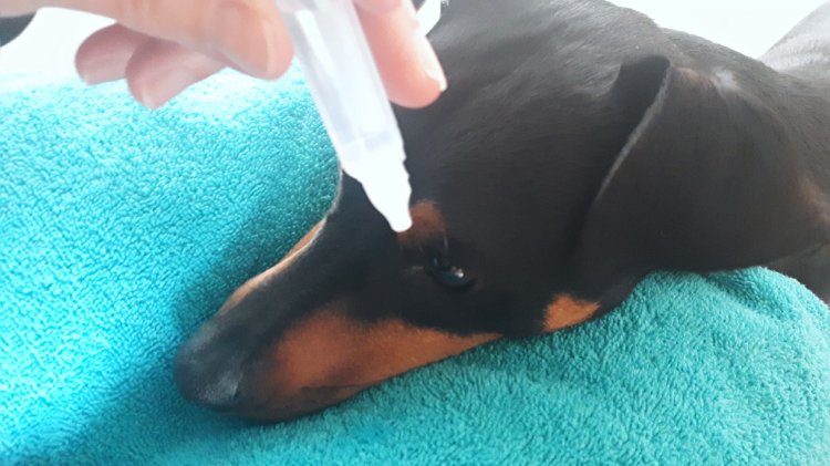 Apprendre le médical training à mon chien à Reims