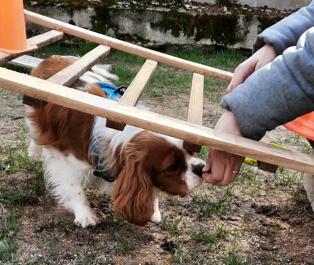 Cavalier King Charles agility