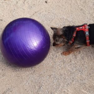 Treibball collectif
