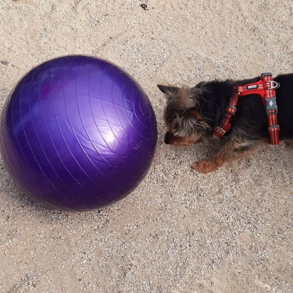 Treibball collectif