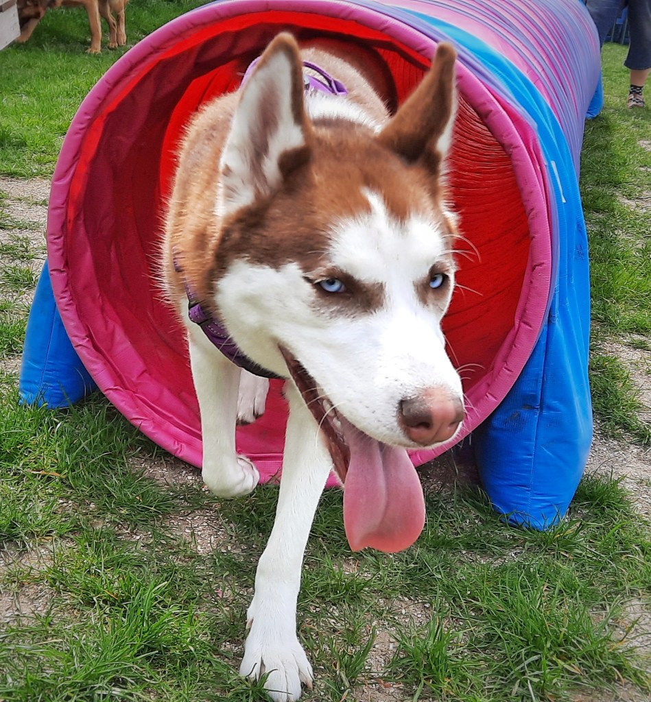 Husky agility Reims