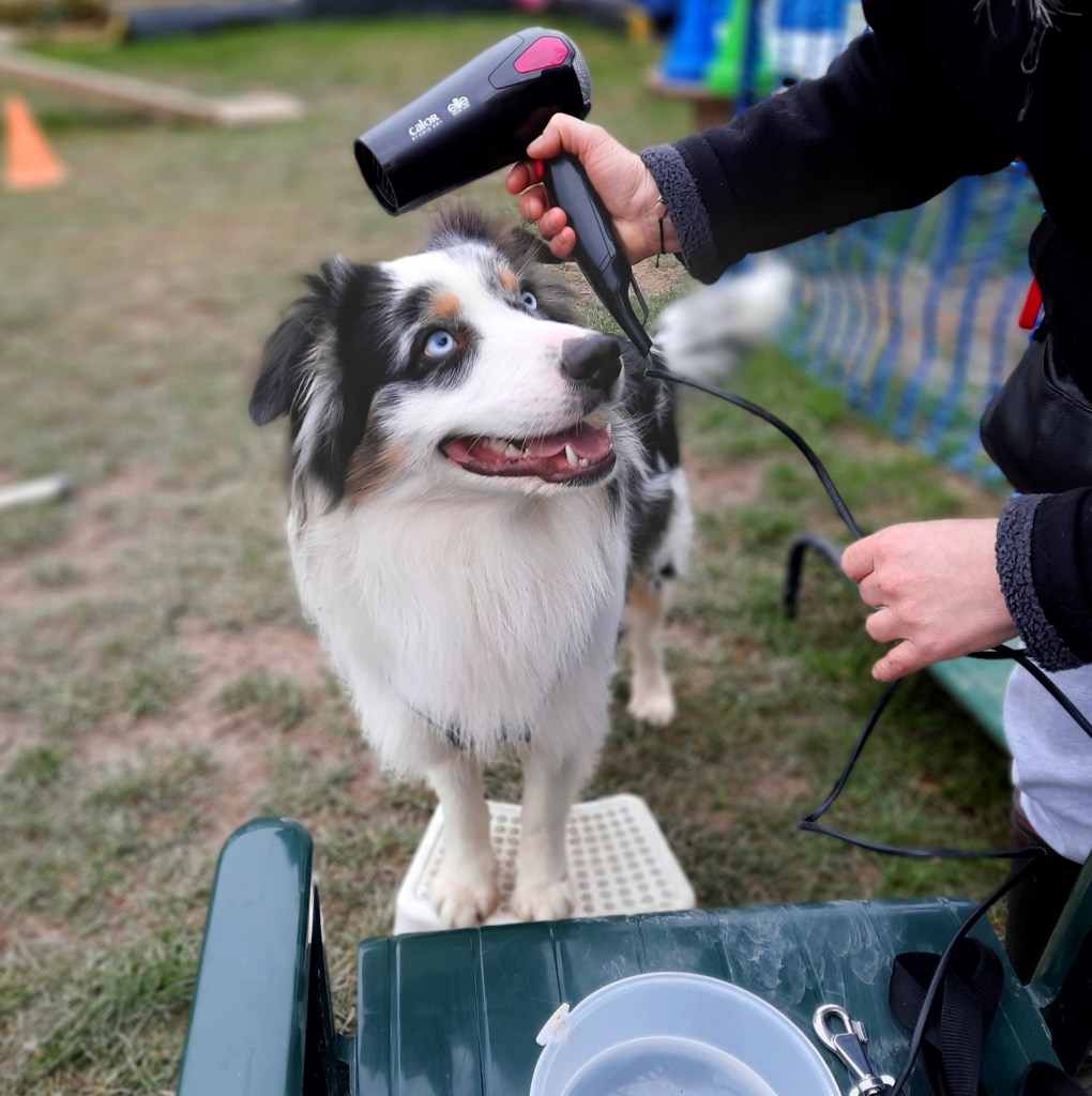 Berger australien éducation Reims