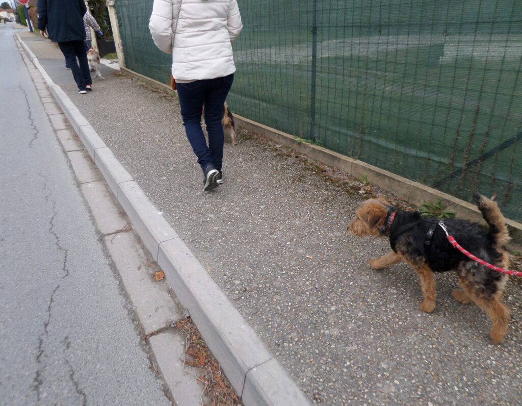 balade urbaine chien