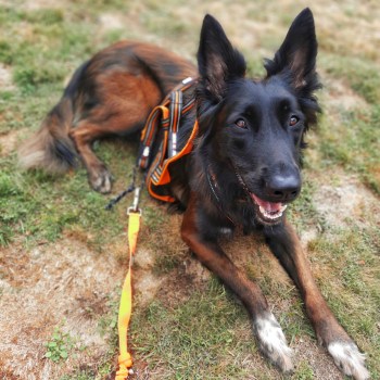 Les bases pour débuter le cani-cross