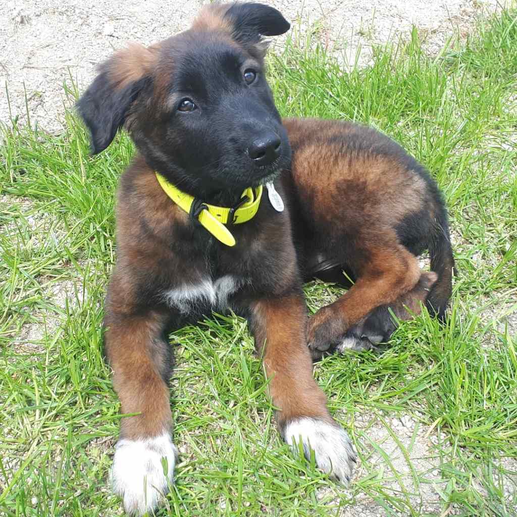éducatrice canin apprenant les ordres de base à un chiot à Bétheny