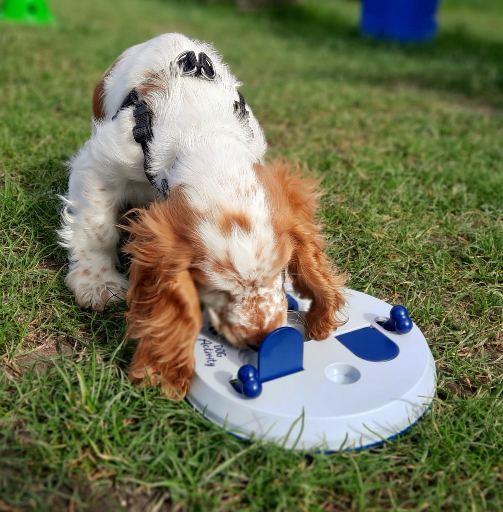 éducation canine à Reims