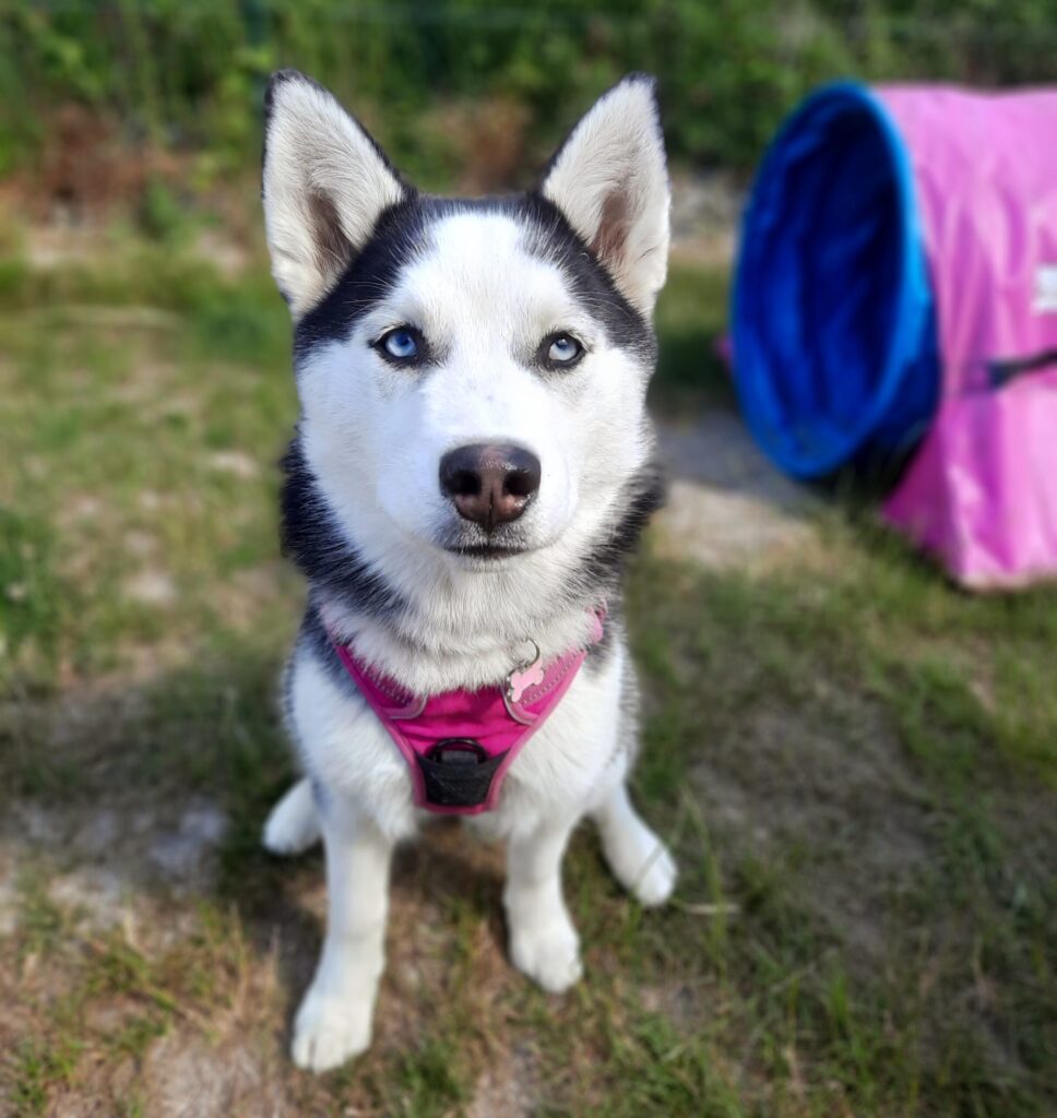 chiot Husky assis