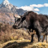 Fromage de yak Truffe Délice