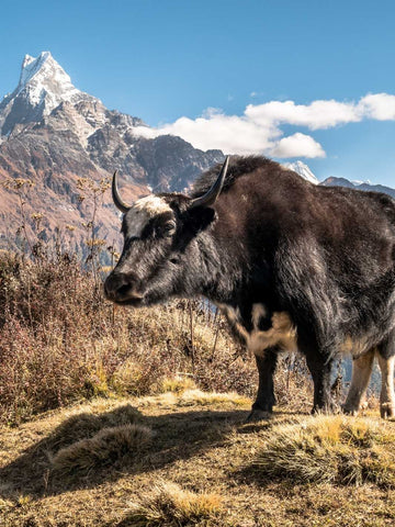 Fromage de yak Truffe Délice