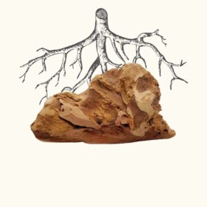 Racine de bruyère Truffe Délice