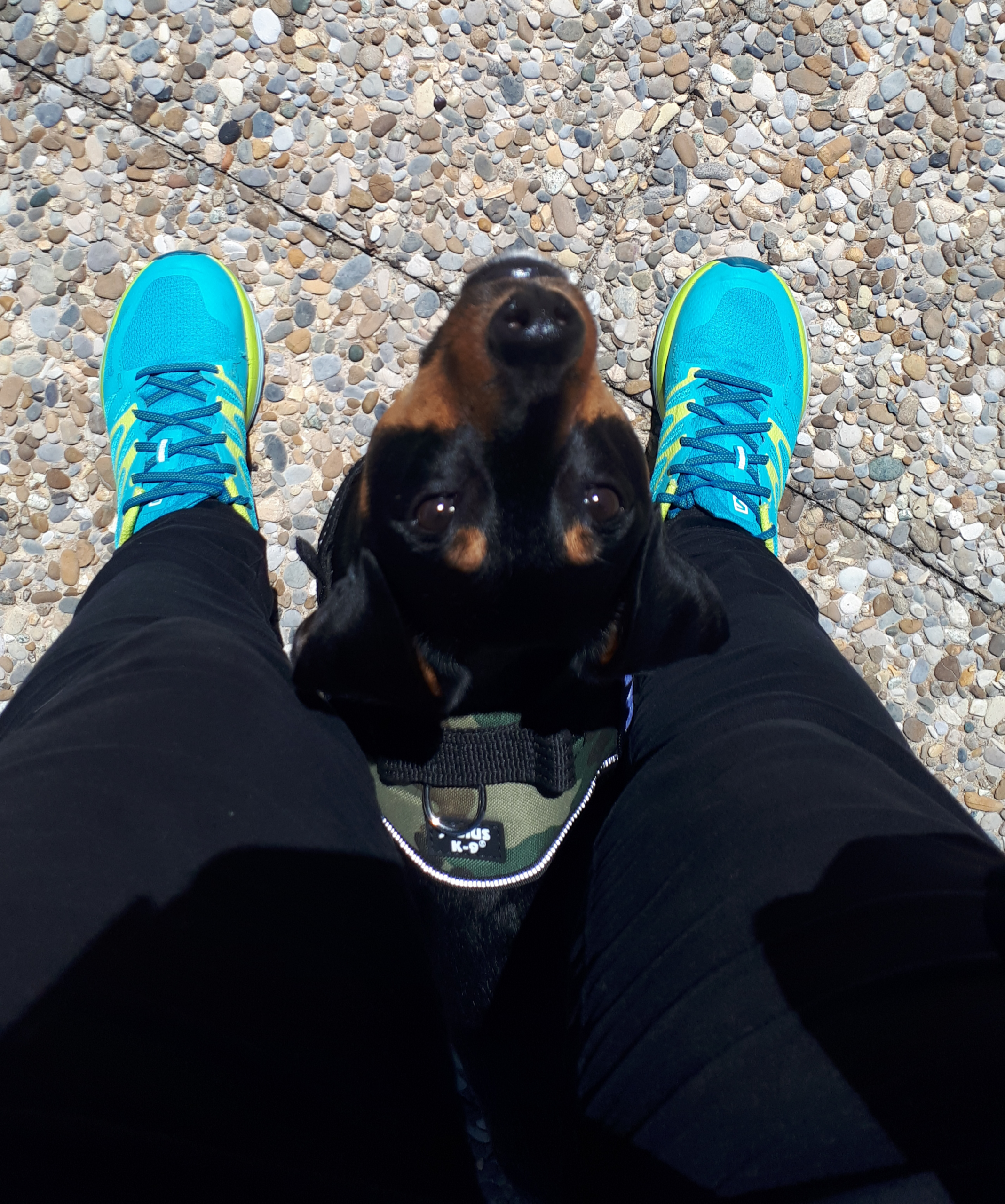Que prendre dans la valise de son chien ?