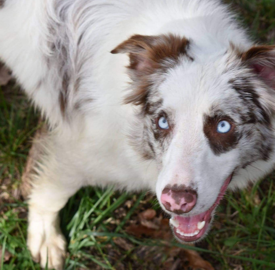 Le mythe de la dominance : Toutou veut-il dominer le monde ?
