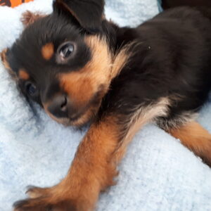 chiot à Reims