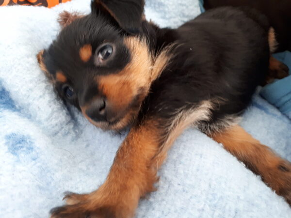 chiot à Reims