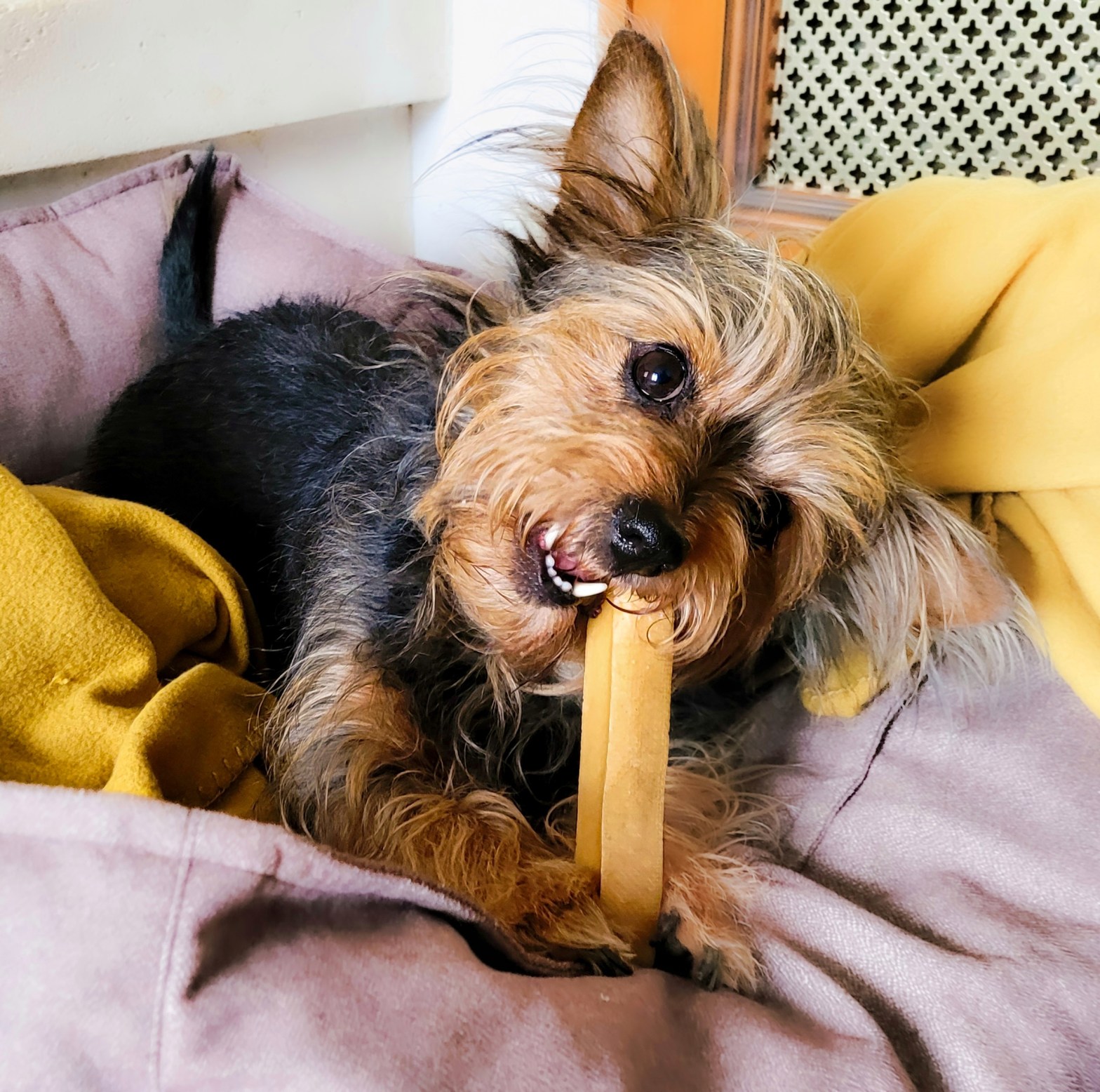 Fromage de Yak : pourquoi en donner à mon Wouf ?