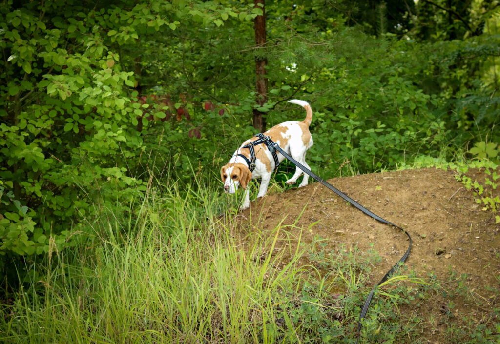 Balade canine en forêt