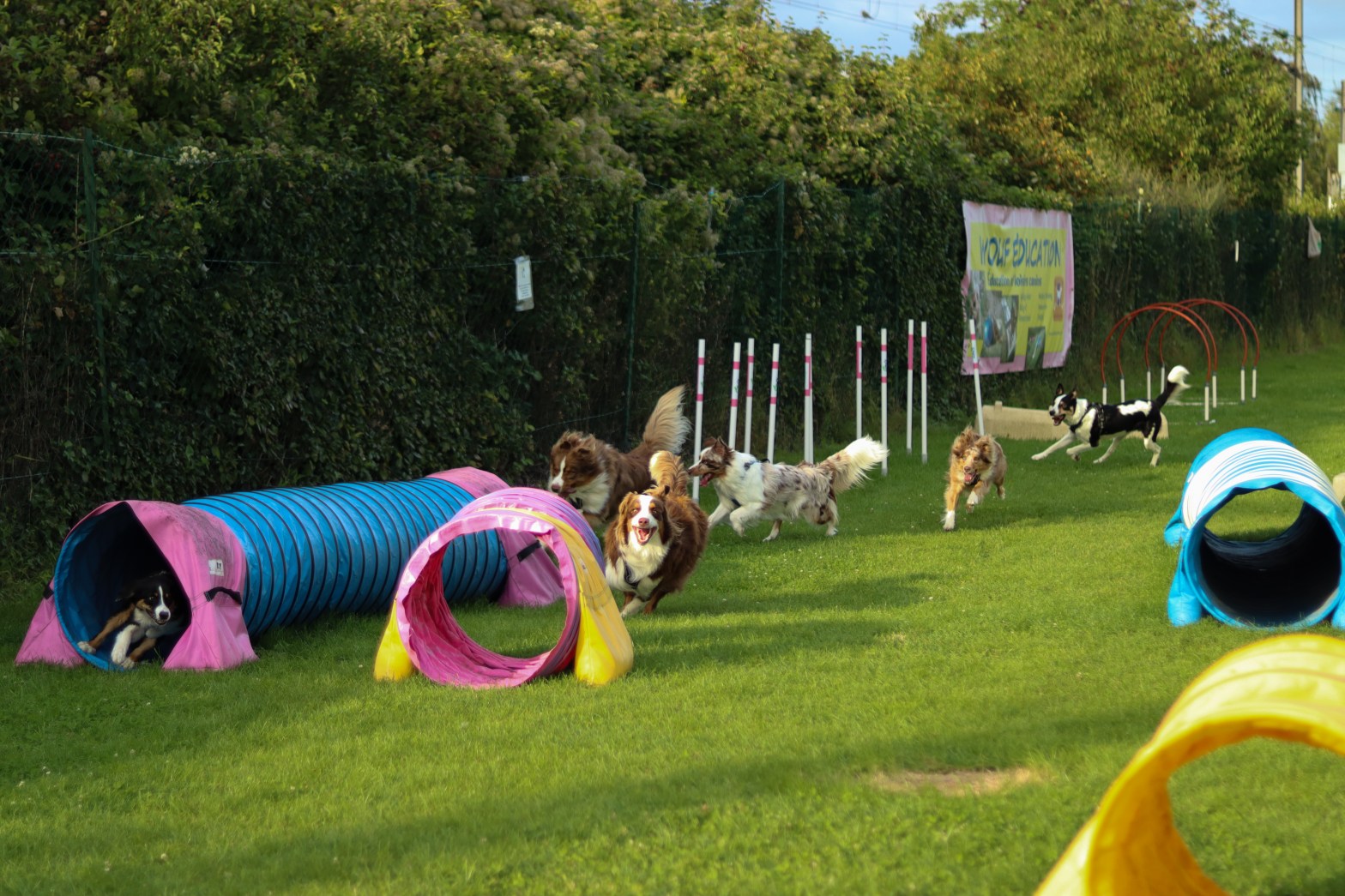 Journée Spéciale Bergers