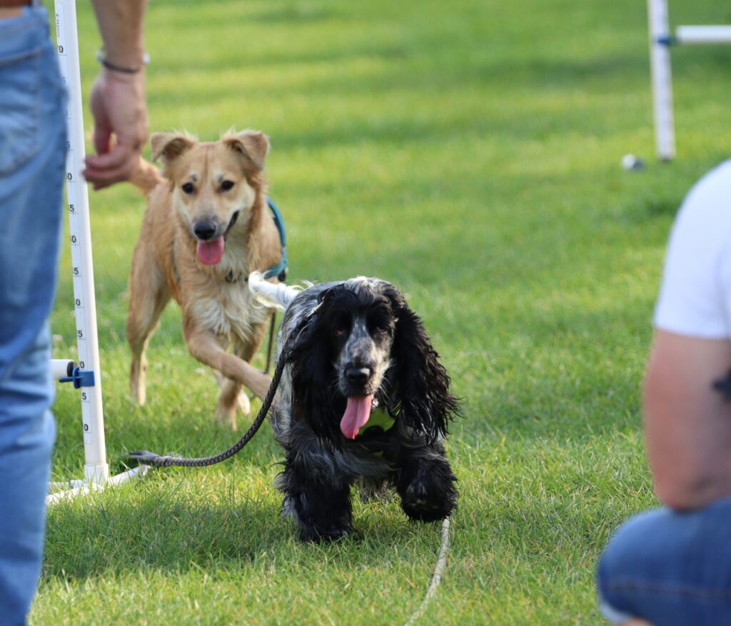 cocker en cours collectif d'éducation canine à Reims