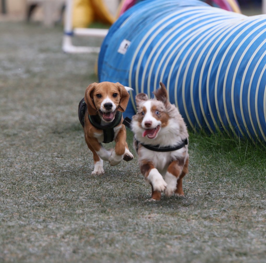 école du chiot Reims