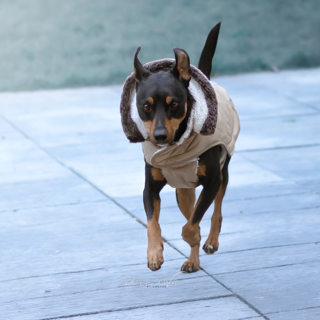 Mettre un manteau à un chien ?
