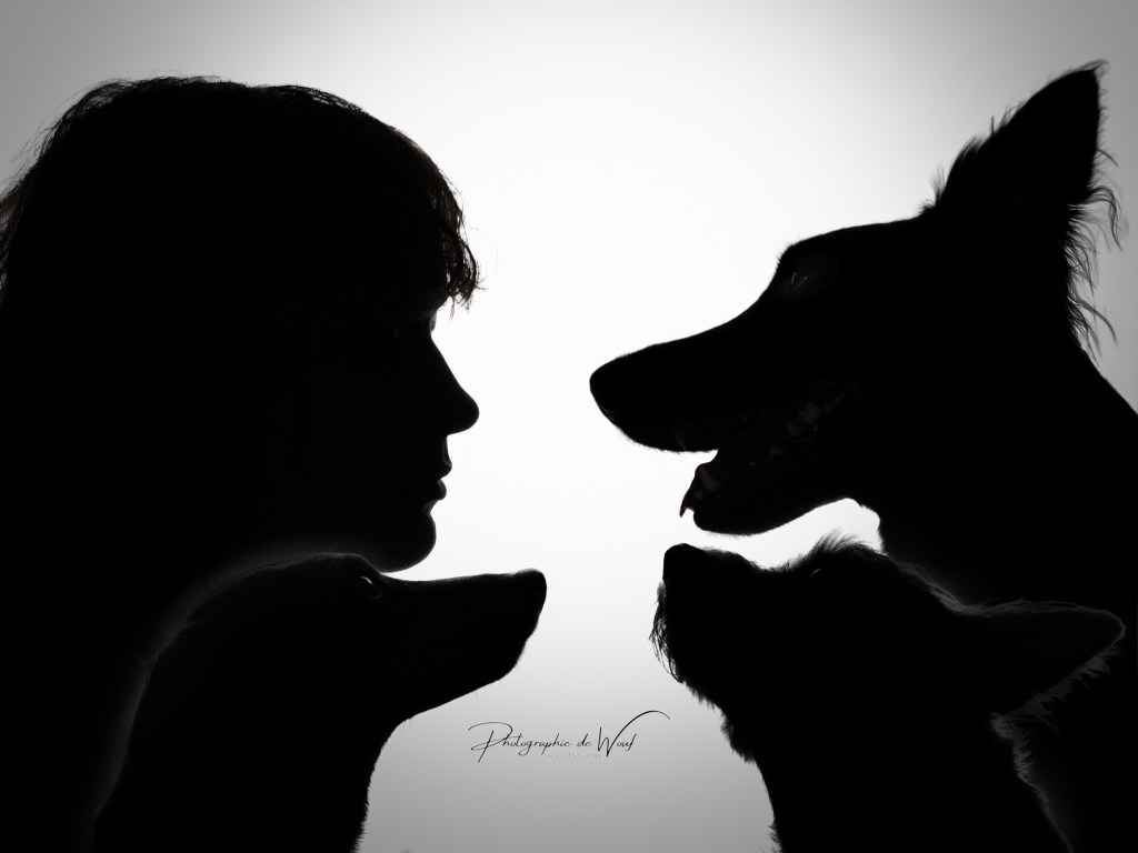 Photographe chien à Reims