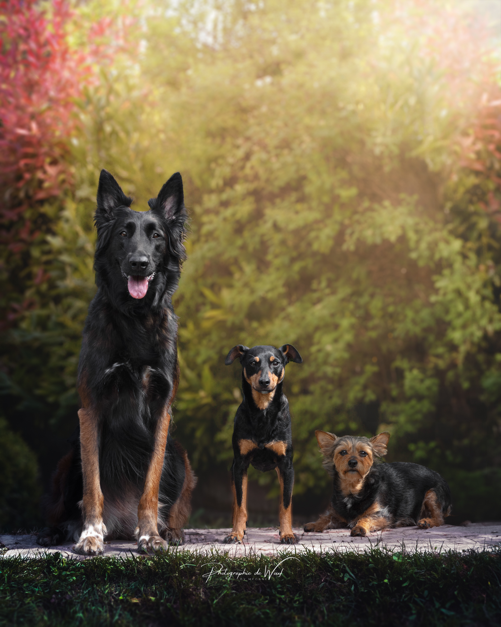 Photographie chien à Reims