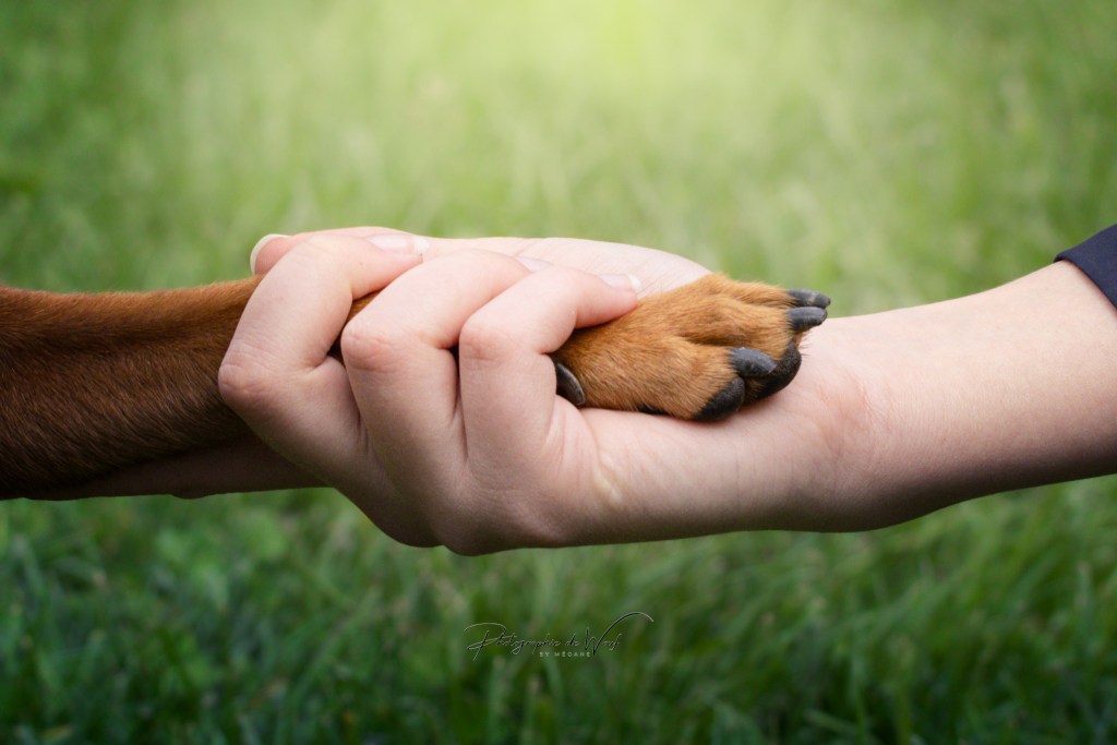 Photographe duo chien et maître