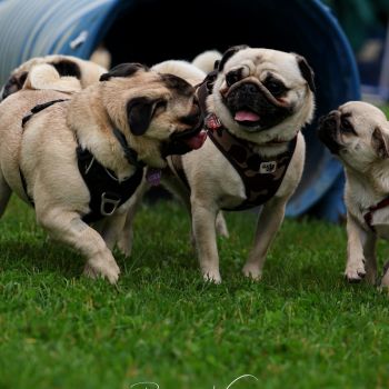 Journées Spéciales races/types : inscription à 1 activité