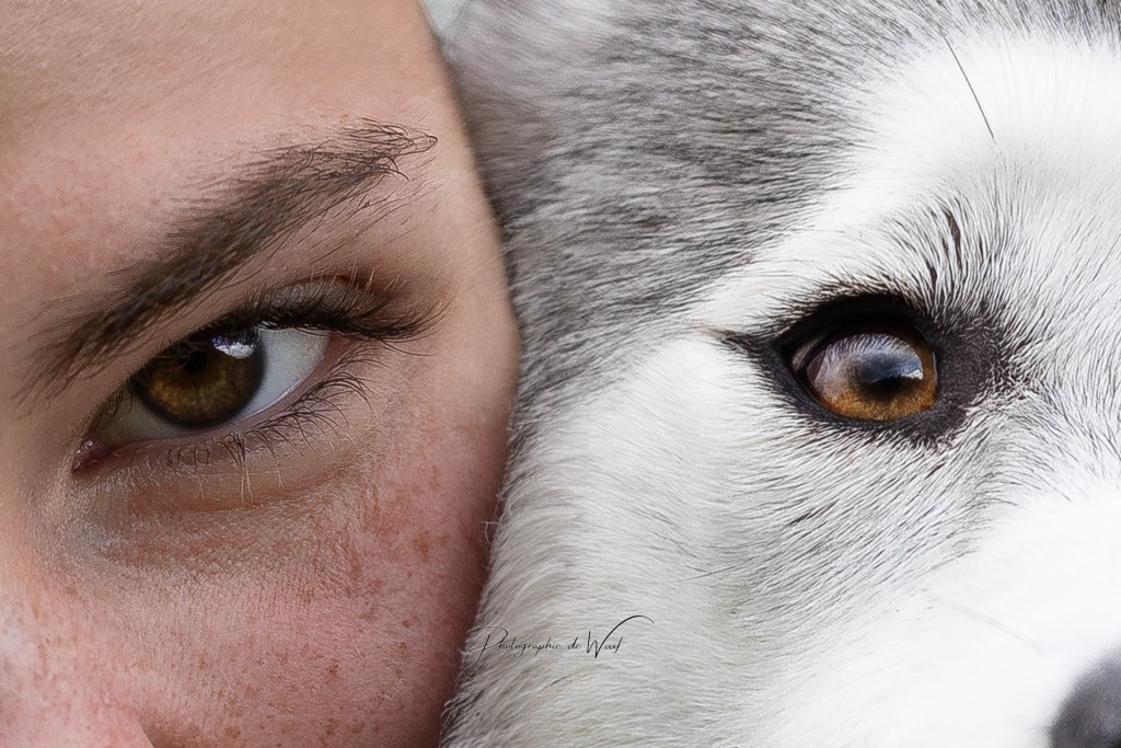 husky photographie