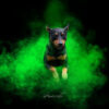 photographe chien Reims