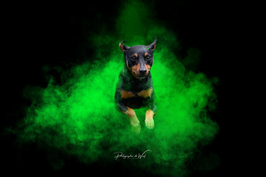 photographe chien Reims