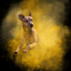 chien dans une poudre colorée pendant un shooting photos