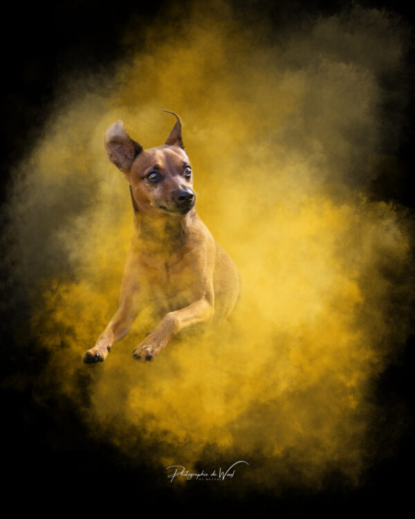 chien dans une poudre colorée pendant un shooting photos