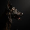 Photographie chien