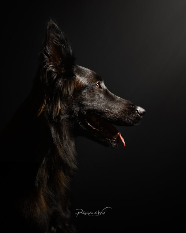 Photographie chien