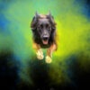 Photographie holy chien