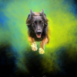 IMG_6186-Avec accentuation-Bruit-Modifier Photographie holy chien