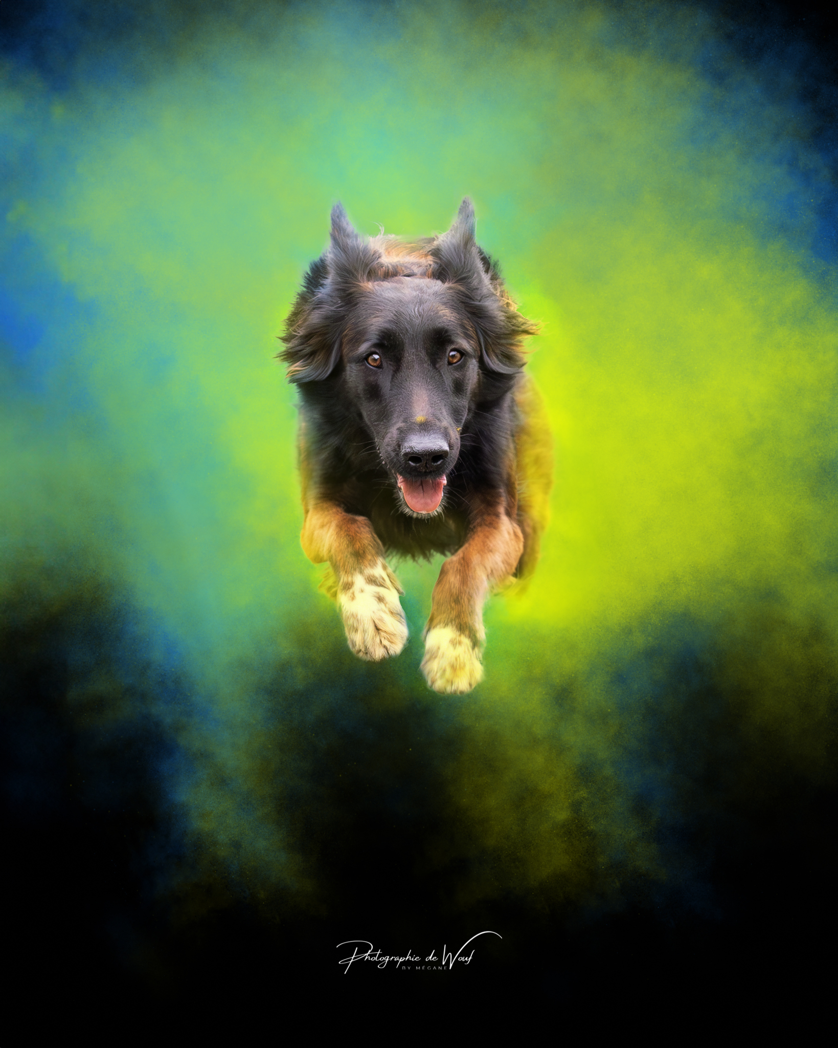 Photographie holy chien