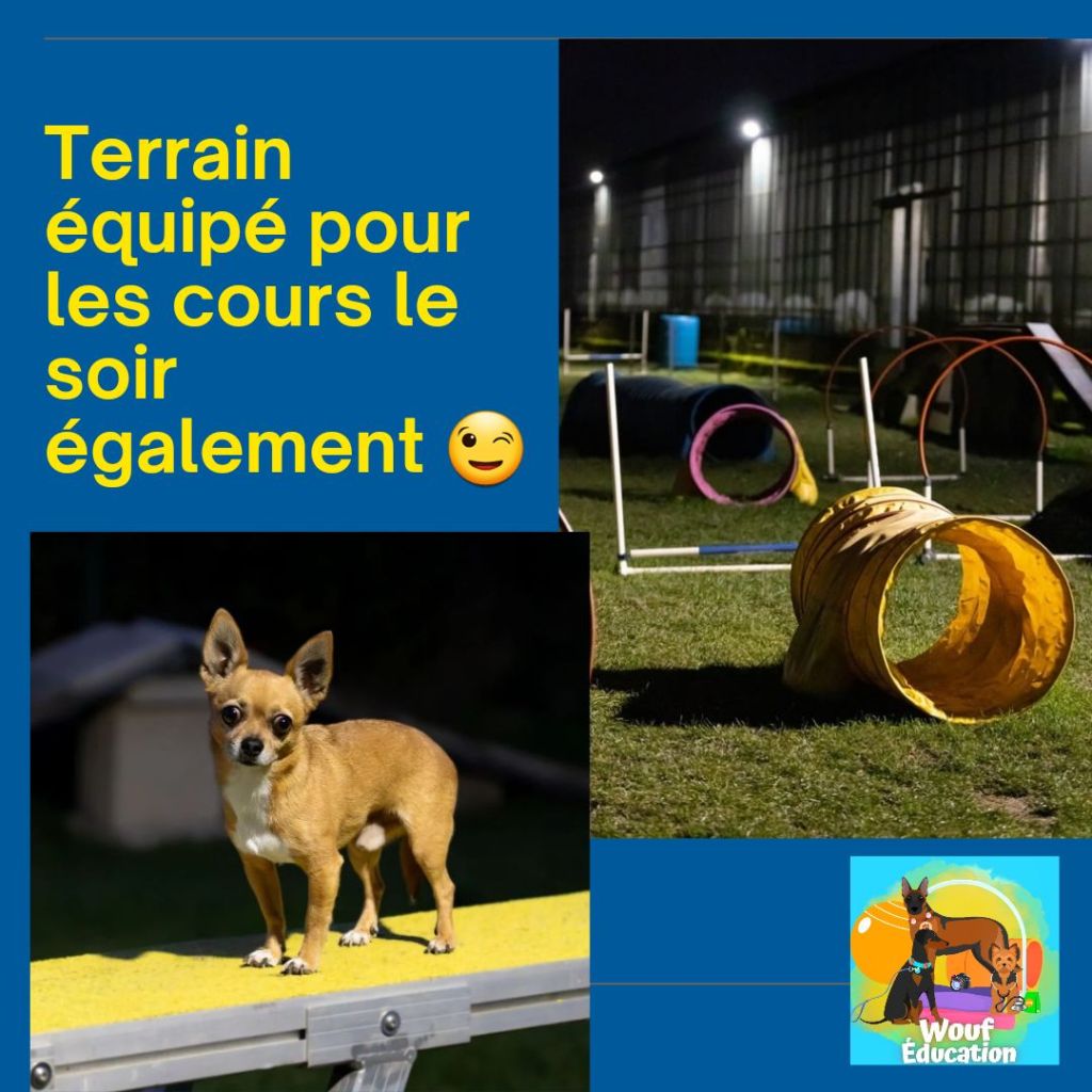 éducateur canin Reims