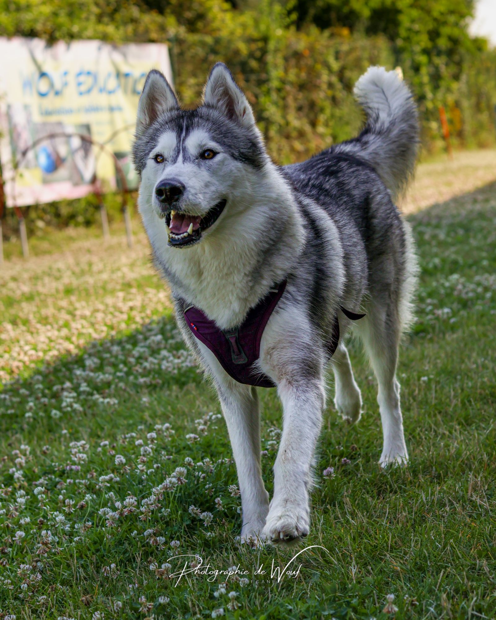 Husky Malamute