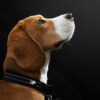 Photographe canin