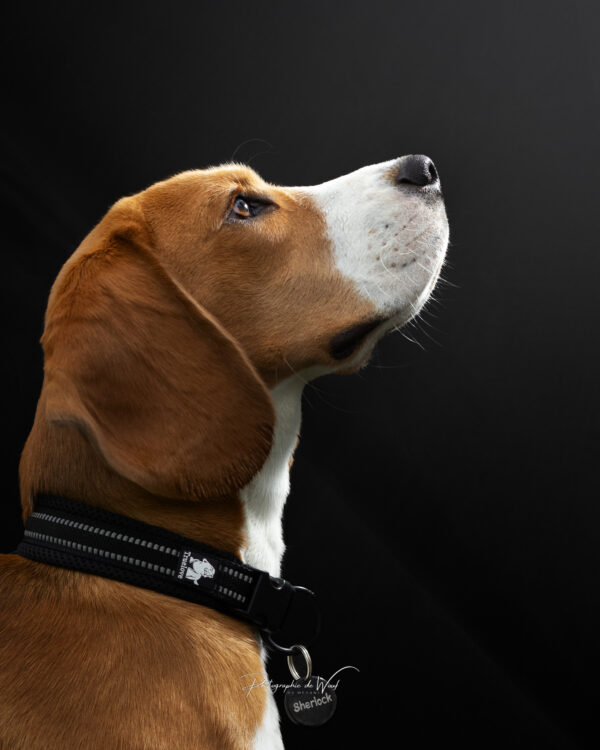 Photographe canin