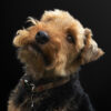 IMG_4337-RS Photographe canin