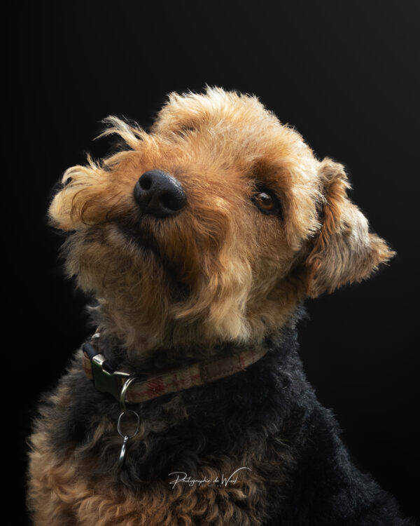 IMG_4337-RS Photographe canin