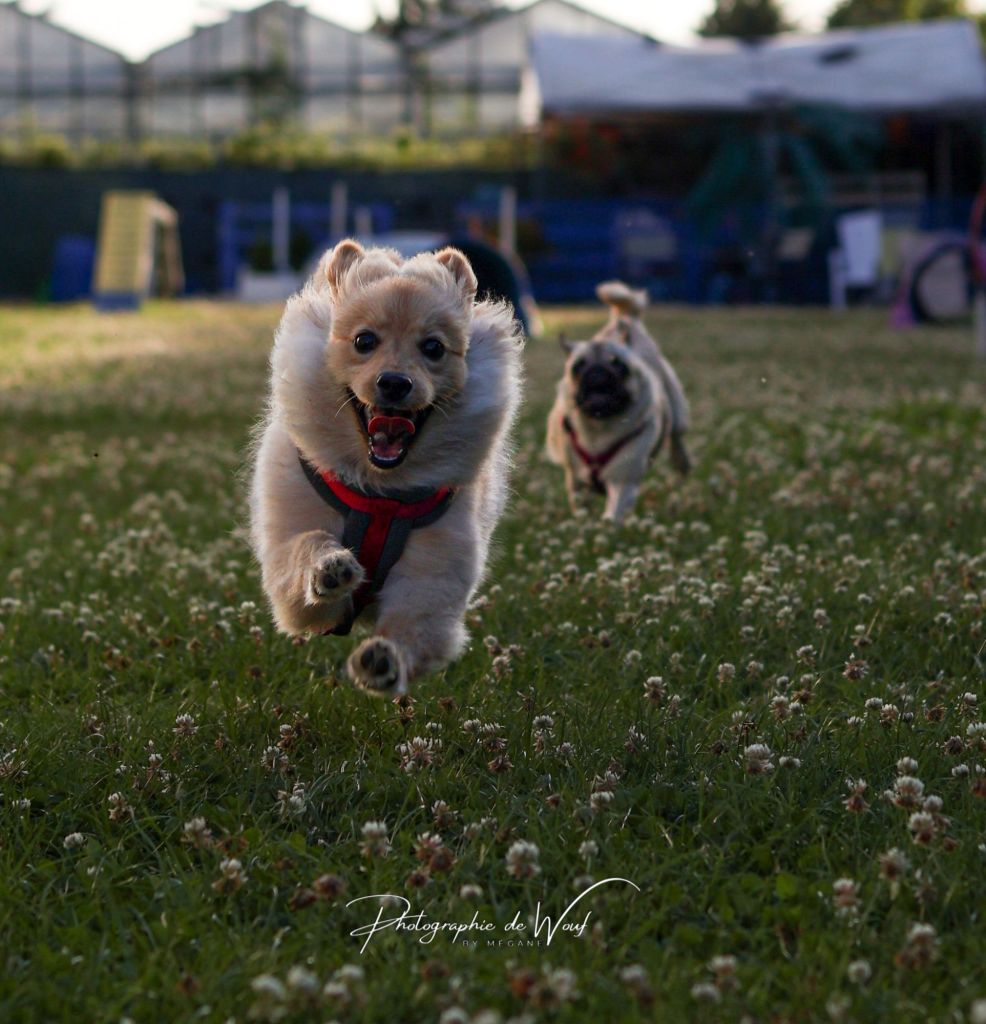 Chiots en cours d'éducation en école du chiot à Reims