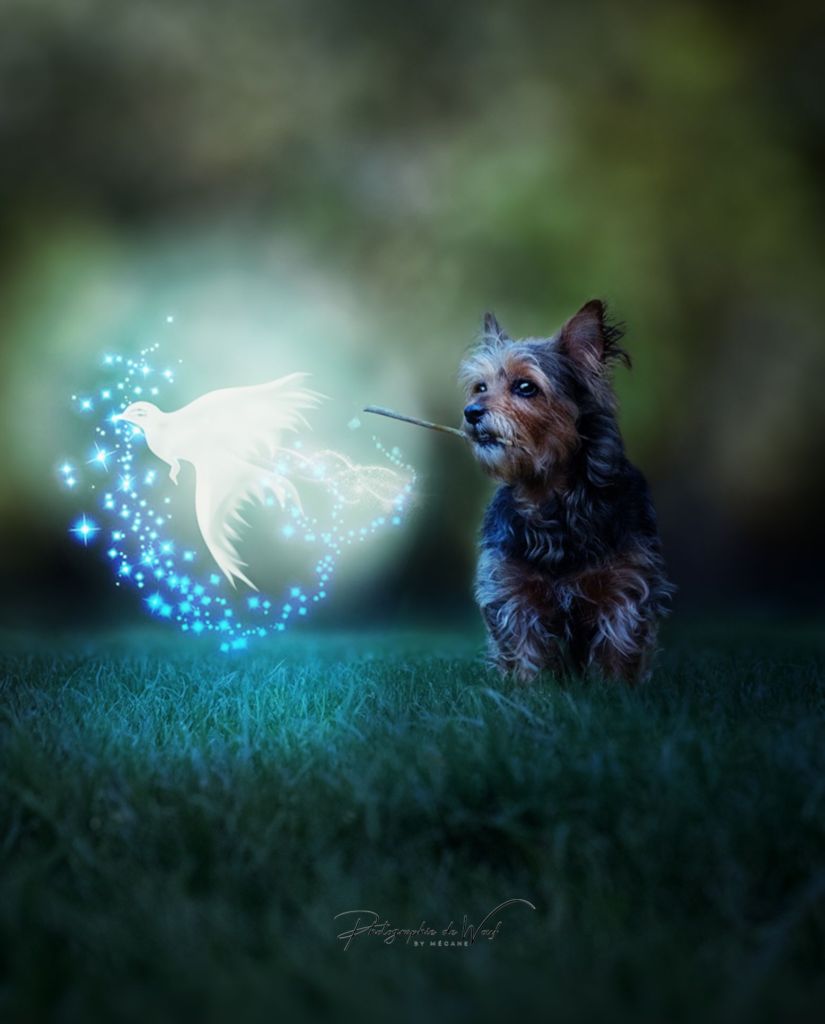 Photo thème Harry Potter