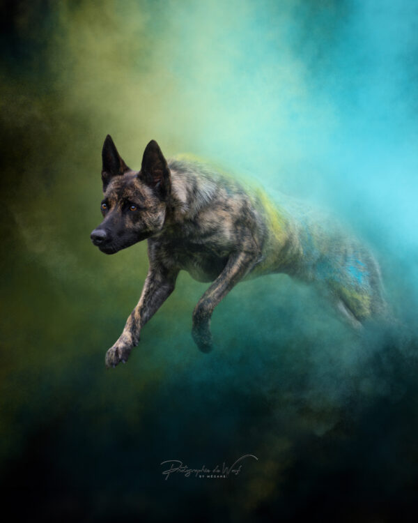 IMG_8213-RS Photographie chien à Reims