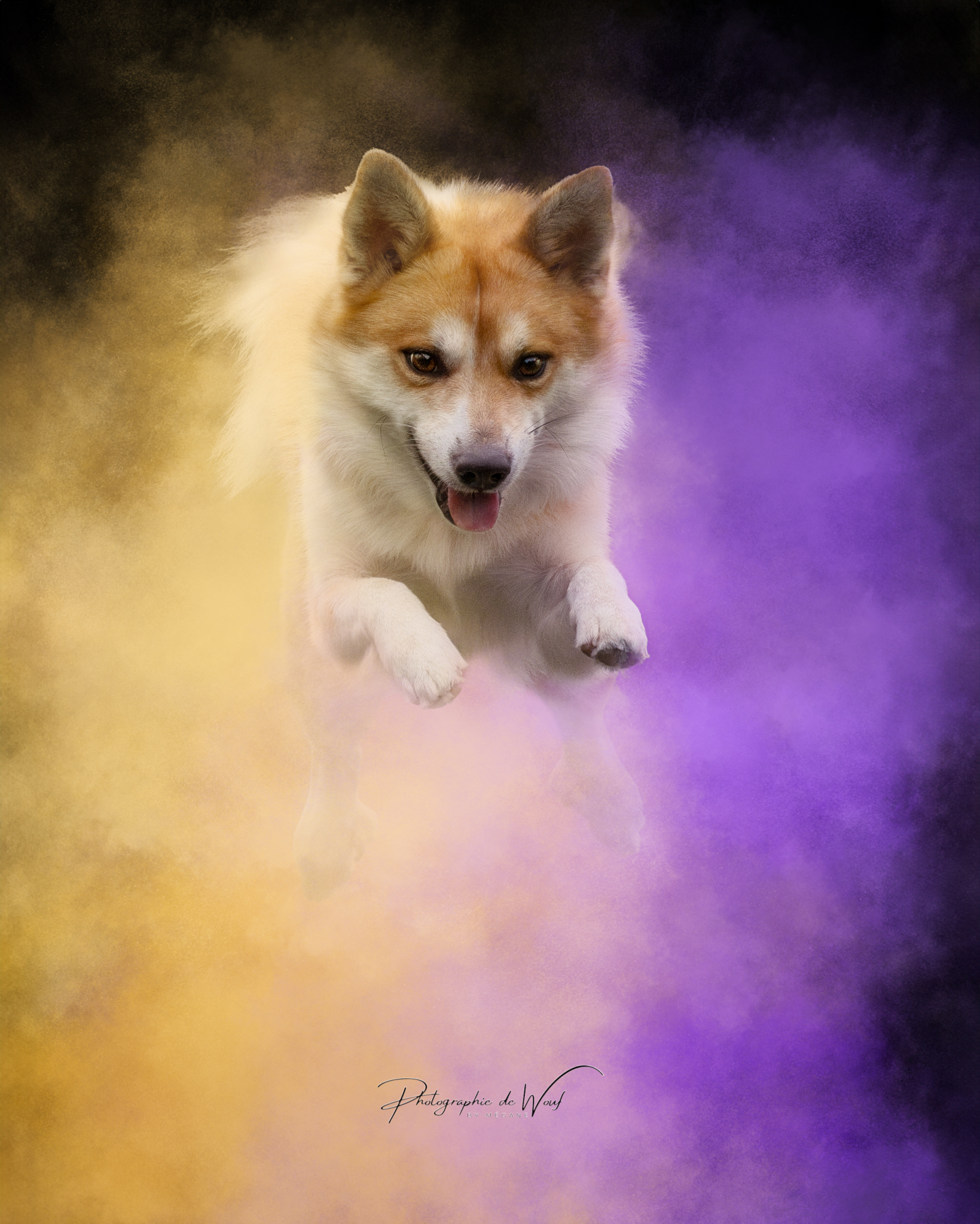 Photographie chien avec poudre colorée