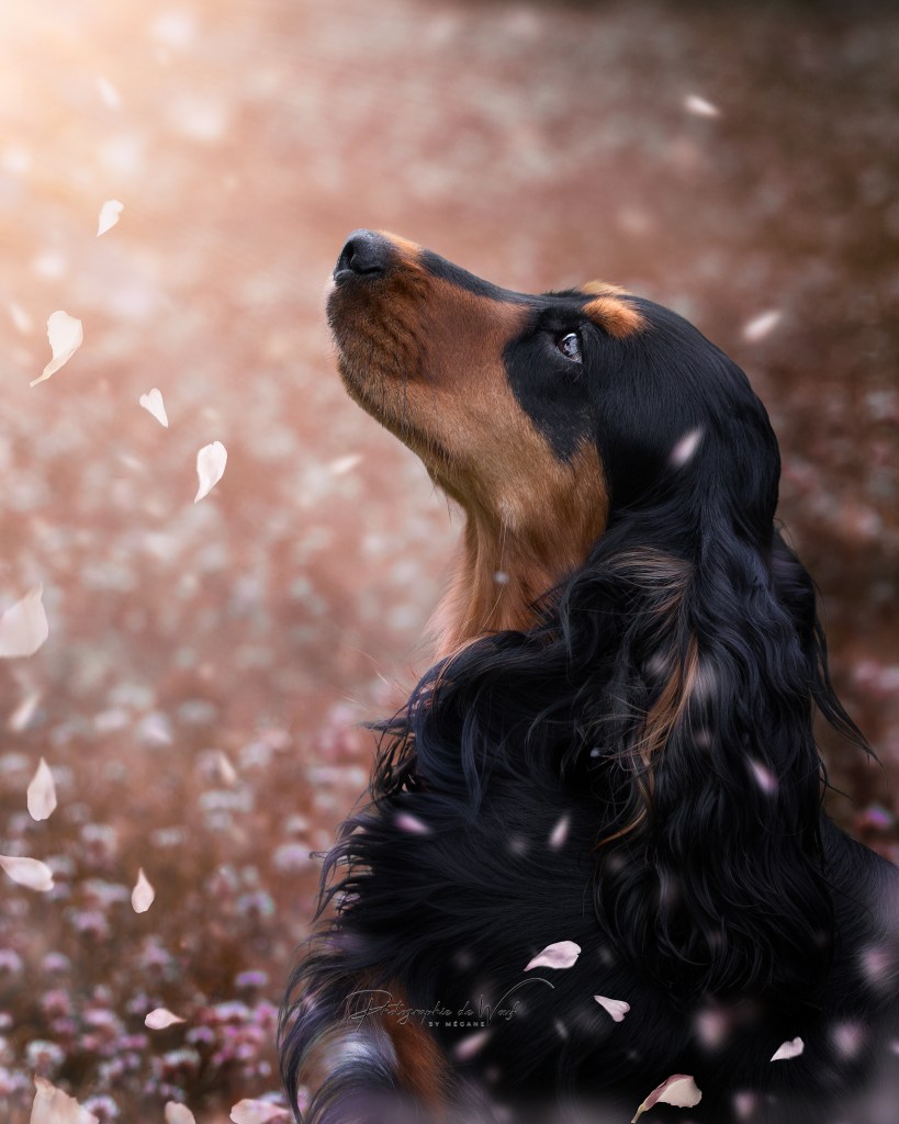 Photographe chien cocker Reims