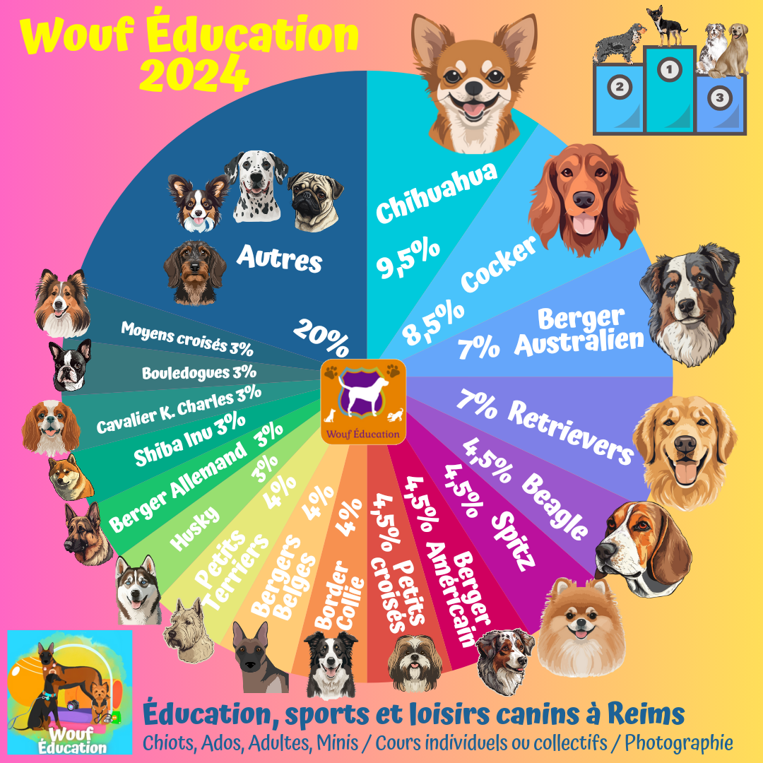 Classement de la population canine Wouf Éducation 2024